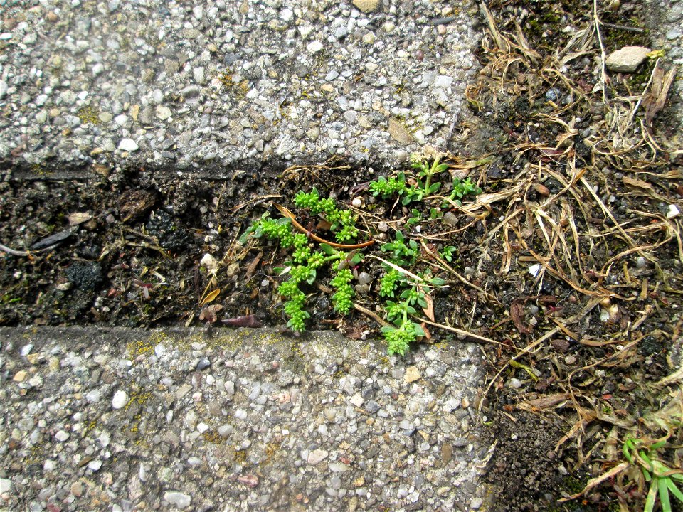 Kahles Bruchkraut (Herniaria glabra) auf Pflasterstein in Hockenheim