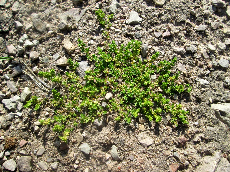 Kahles Bruchkraut (Herniaria glabra) in der Schwetzinger Hardt