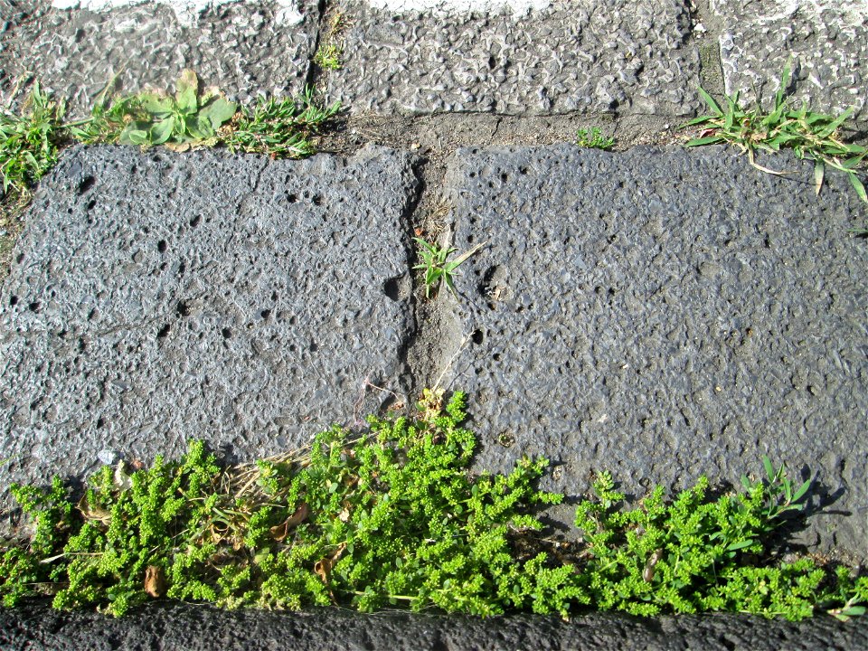 Kahles Bruchkraut (Herniaria glabra) im Rinnstein in Saarbrücken
