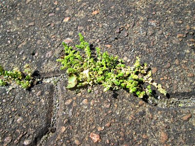 Kahles Bruchkraut (Herniaria glabra) am Bahnhof Saarbrücken Ost