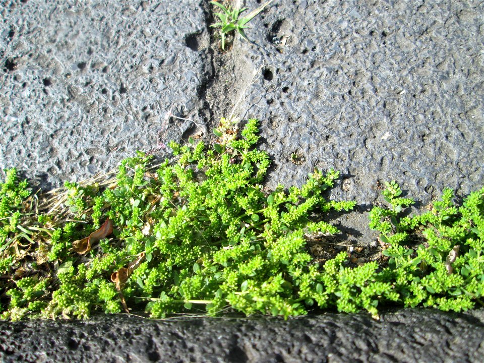 Kahles Bruchkraut (Herniaria glabra) im Rinnstein in Saarbrücken