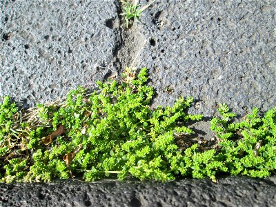Kahles Bruchkraut (Herniaria glabra) im Rinnstein in Saarbrücken