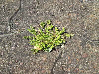 Kahles Bruchkraut (Herniaria glabra) am Bahnhof Saarbrücken Ost