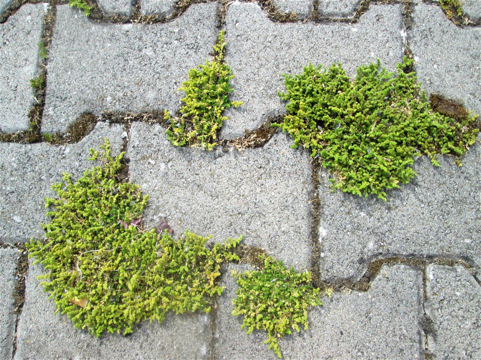 Kahles Bruchkraut (Herniaria glabra) auf einem Parkplatz in Hockenheim