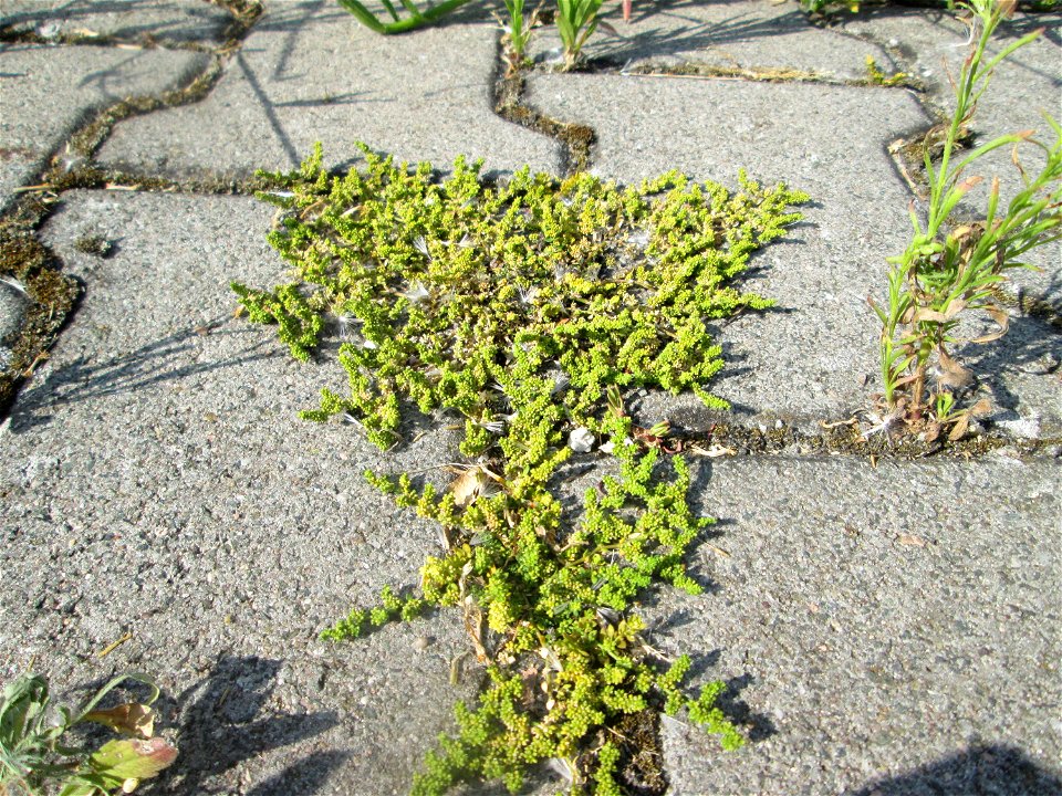 Kahles Bruchkraut (Herniaria glabra) auf einem Parkplatz in Hockenheim