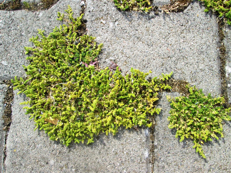 Kahles Bruchkraut (Herniaria glabra) auf einem Parkplatz in Hockenheim