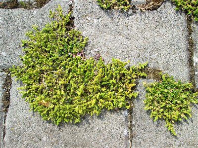 Kahles Bruchkraut (Herniaria glabra) auf einem Parkplatz in Hockenheim