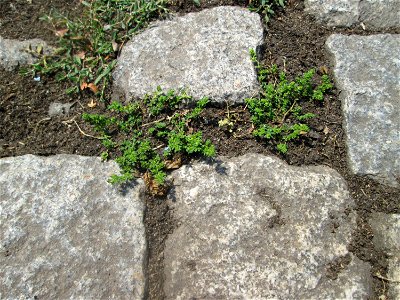 Kahles Bruchkraut (Herniaria glabra) auf Pflasterstein in Saarbrücken