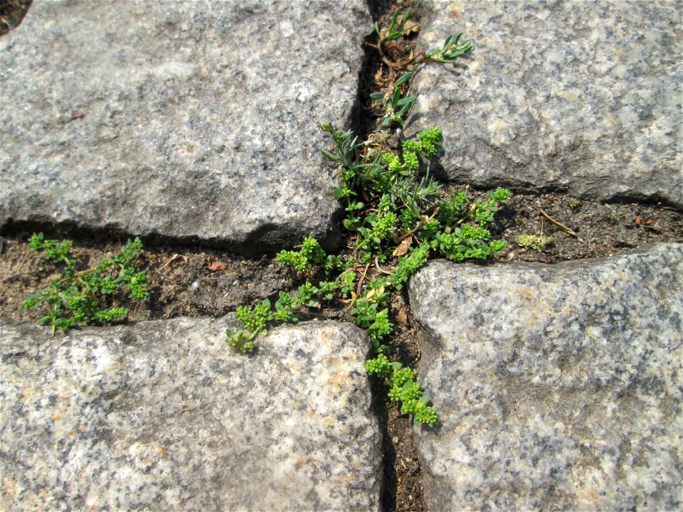 Kahles Bruchkraut (Herniaria glabra) auf Pflasterstein in Saarbrücken