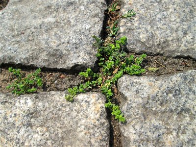 Kahles Bruchkraut (Herniaria glabra) auf Pflasterstein in Saarbrücken
