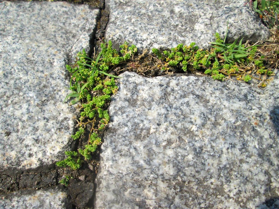 Kahles Bruchkraut (Herniaria glabra) auf Pflasterstein in Saarbrücken