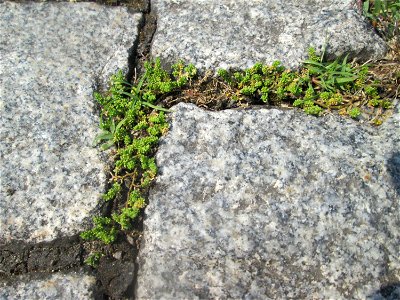 Kahles Bruchkraut (Herniaria glabra) auf Pflasterstein in Saarbrücken