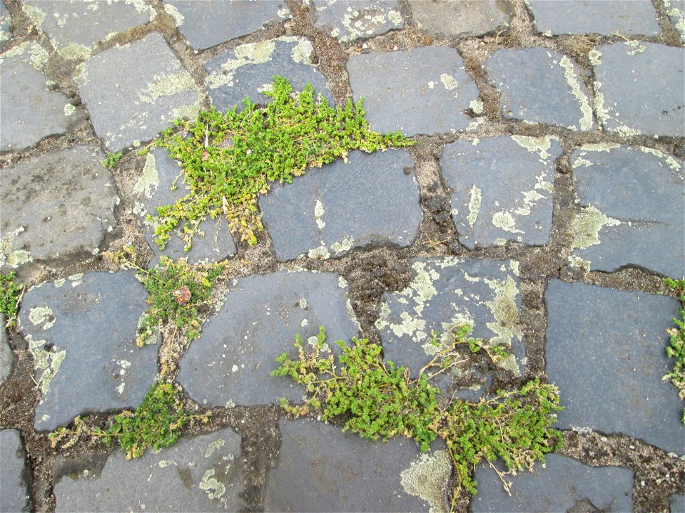 Kahles Bruchkraut (Herniaria glabra) auf Pflasterstein in Schwetzingen