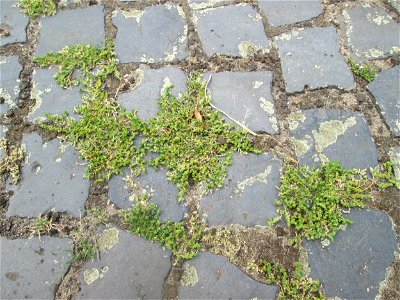 Kahles Bruchkraut (Herniaria glabra) auf Pflasterstein in Schwetzingen