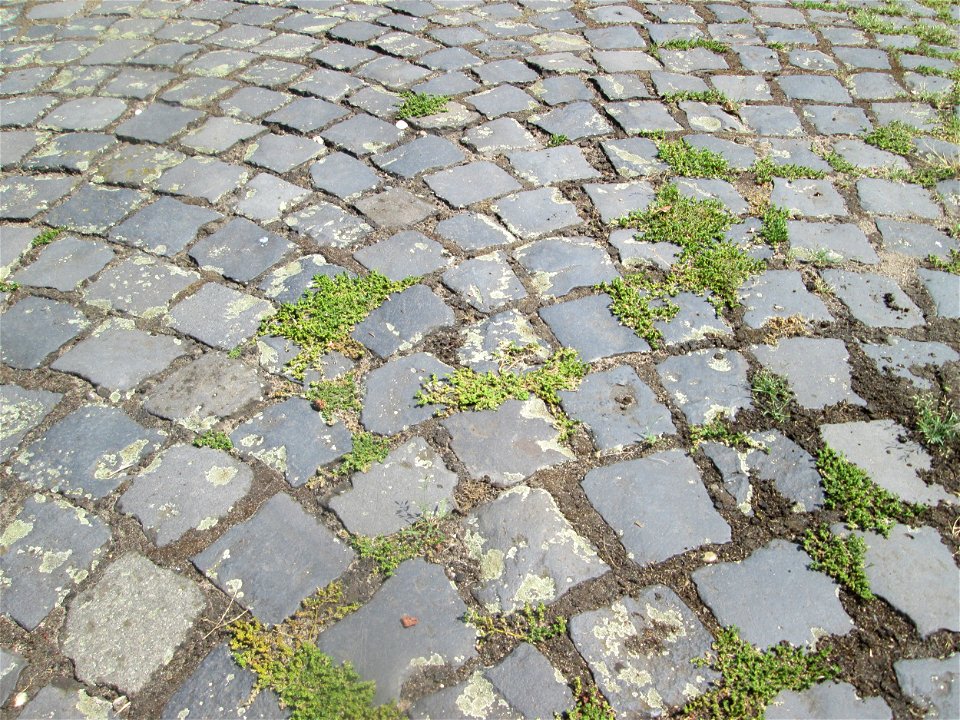 Kahles Bruchkraut (Herniaria glabra) auf Pflasterstein in Schwetzingen