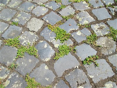 Kahles Bruchkraut (Herniaria glabra) auf Pflasterstein in Schwetzingen