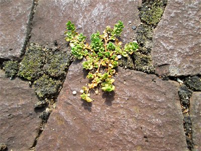 Kahles Bruchkraut (Herniaria glabra) am Bahnhof Saarbrücken Ost