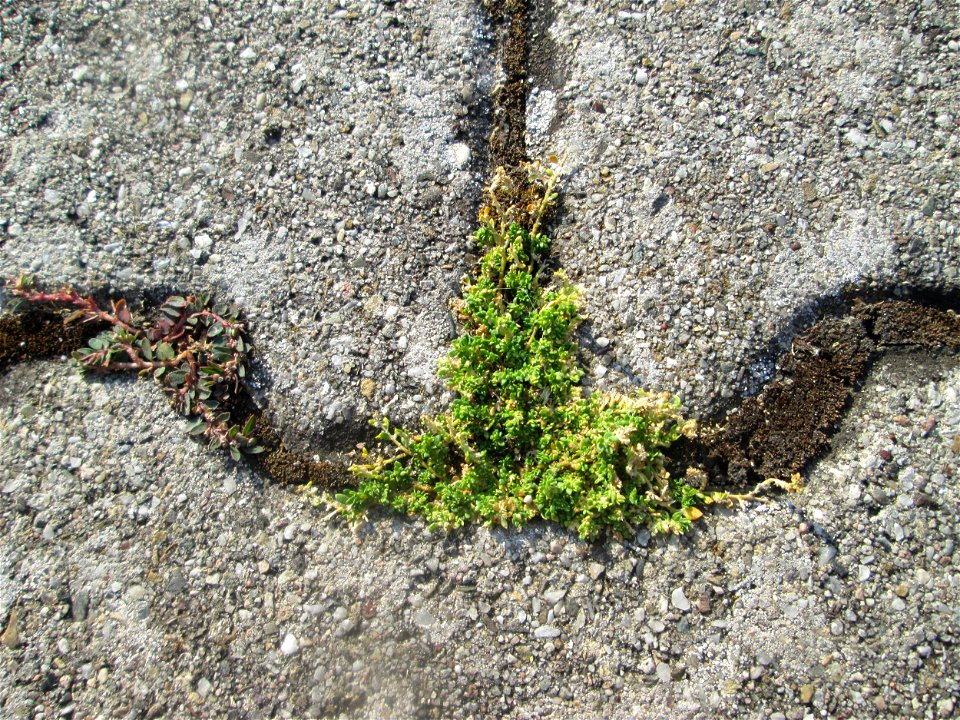 Kahles Bruchkraut (Herniaria glabra) auf einem Parkplatz in Hockenheim