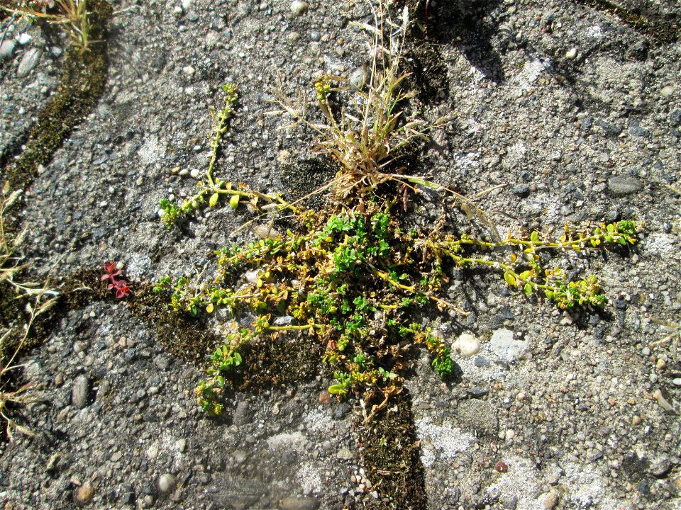 Kahles Bruchkraut (Herniaria glabra) auf Pflasterstein in Hockenheim