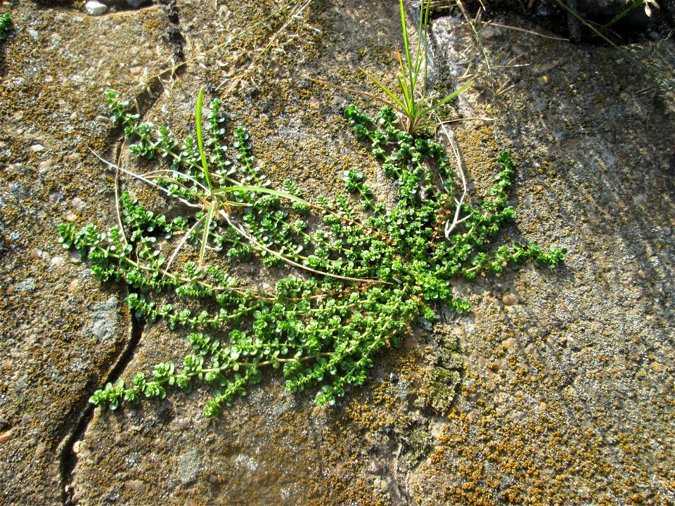 Kahles Bruchkraut (Herniaria glabra) am Hauptbahnhof Saarbrücken