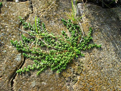 Kahles Bruchkraut (Herniaria glabra) am Hauptbahnhof Saarbrücken