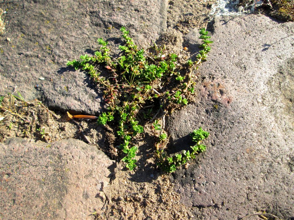 Kahles Bruchkraut (Herniaria glabra) an der A620 in Alt-Saarbrücken