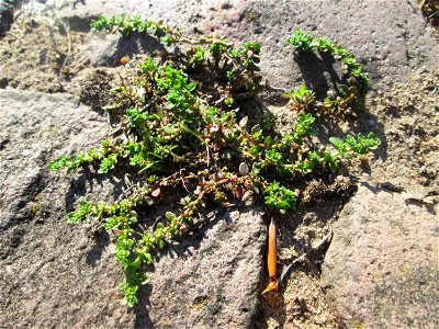 Kahles Bruchkraut (Herniaria glabra) an der A620 in Alt-Saarbrücken