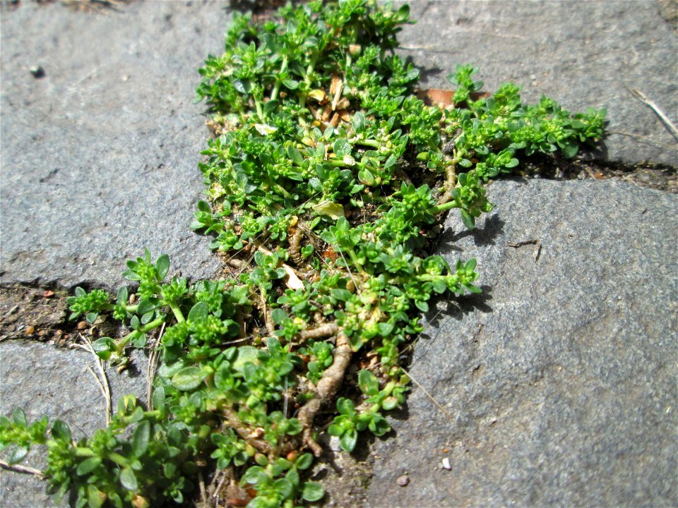 Kahles Bruchkraut (Herniaria glabra) in Saarbrücken - häufig in Pflaster-Ritzen