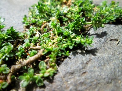 Kahles Bruchkraut (Herniaria glabra) in Saarbrücken - häufig in Pflaster-Ritzen