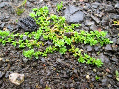 Kahles Bruchkraut (Herniaria glabra) auf einem Parkplatz im Deutschmühlental in Alt-Saarbrücken