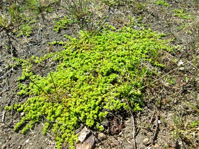 Habitat vom Kahlen Bruchkraut (Herniaria glabra) auf einer offenen Sandfläche in Hockenheim