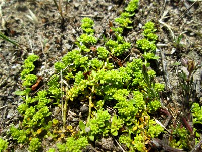 Habitat vom Kahlen Bruchkraut (Herniaria glabra) auf einer offenen Sandfläche in Hockenheim - so sieht man es nur selten, ansonsten bevölkert es Pflasterfungen und Asphalt-Ritzen