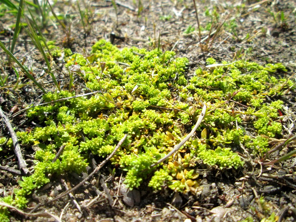 Habitat vom Kahlen Bruchkraut (Herniaria glabra) auf einer offenen Sandfläche in Hockenheim - so sieht man es nur selten, ansonsten bevölkert es Pflasterfungen und Asphalt-Ritzen