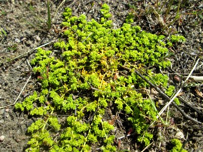 Habitat vom Kahlen Bruchkraut (Herniaria glabra) auf einer offenen Sandfläche in Hockenheim - so sieht man es nur selten, ansonsten bevölkert es Pflasterfungen und Asphalt-Ritzen
