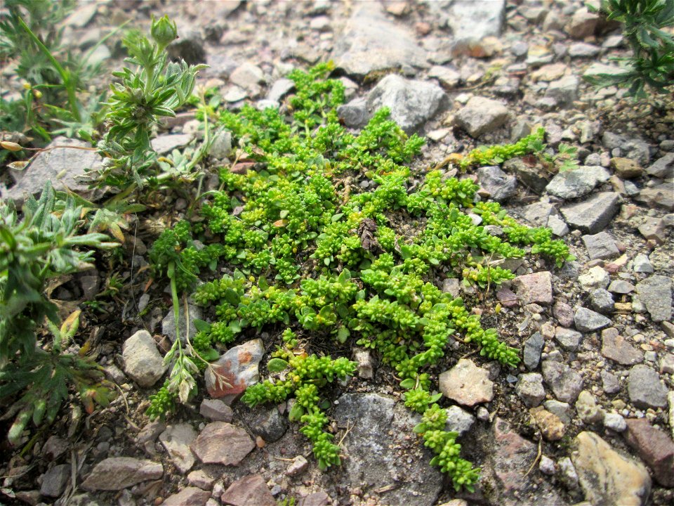 Kahles Bruchkraut (Herniaria glabra) am Hochwasserrückhaltebecken im Naturschutzgebiet „Bachwiesen/Leopoldswiesen“ im Hockenheimer Rheinbogen