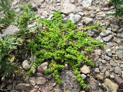 Kahles Bruchkraut (Herniaria glabra) am Hochwasserrückhaltebecken im Naturschutzgebiet „Bachwiesen/Leopoldswiesen“ im Hockenheimer Rheinbogen