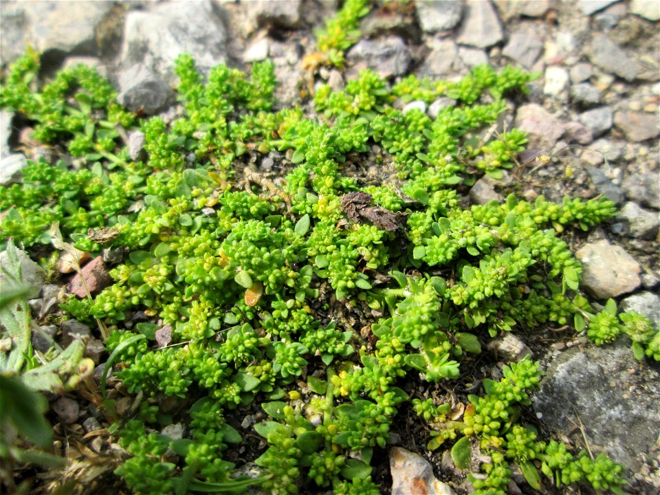 Kahles Bruchkraut (Herniaria glabra) am Hochwasserrückhaltebecken im Naturschutzgebiet „Bachwiesen/Leopoldswiesen“ im Hockenheimer Rheinbogen