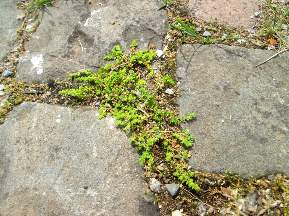 Kahles Bruchkraut (Herniaria glabra) auf Pflasterstein im Bürgerpark Saarbrücken