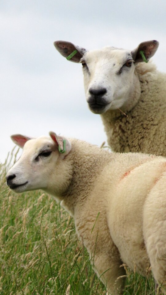 Countryside lambs outdoor life