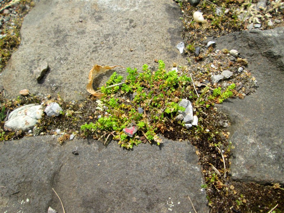 Kahles Bruchkraut (Herniaria glabra) auf Pflasterstein im Bürgerpark Saarbrücken