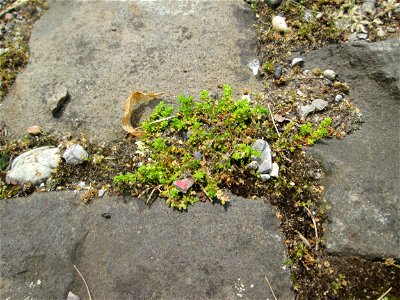 Kahles Bruchkraut (Herniaria glabra) auf Pflasterstein im Bürgerpark Saarbrücken