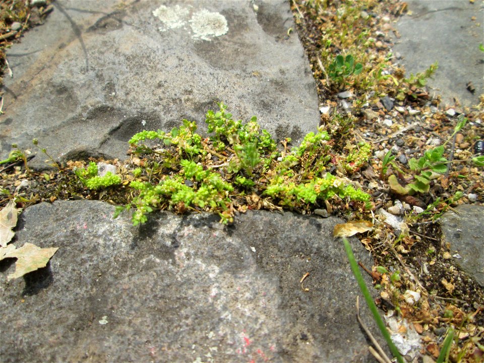 Kahles Bruchkraut (Herniaria glabra) auf Pflasterstein im Bürgerpark Saarbrücken