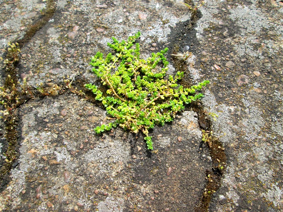 Kahles Bruchkraut (Herniaria glabra) am Bahnhof Saarbrücken-Ost