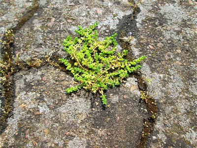 Kahles Bruchkraut (Herniaria glabra) am Bahnhof Saarbrücken-Ost