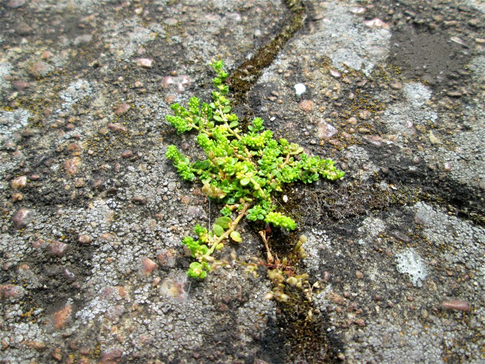 Kahles Bruchkraut (Herniaria glabra) am Bahnhof Saarbrücken-Ost