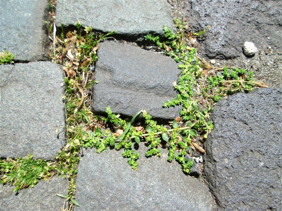 Kahles Bruchkraut (Herniaria glabra) in Saarbrücken