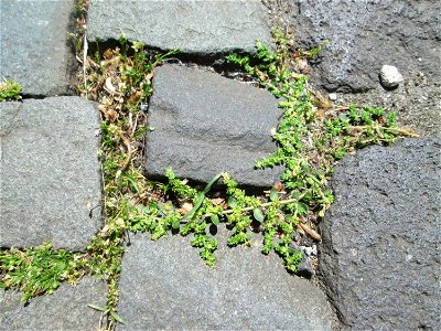 Kahles Bruchkraut (Herniaria glabra) in Saarbrücken