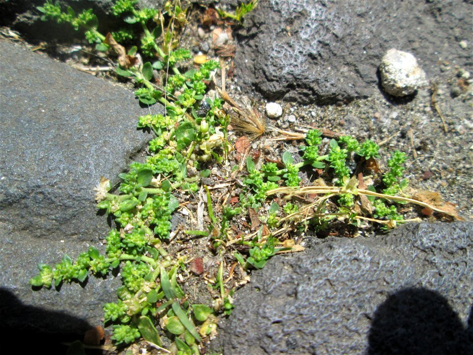 Kahles Bruchkraut (Herniaria glabra) in Saarbrücken