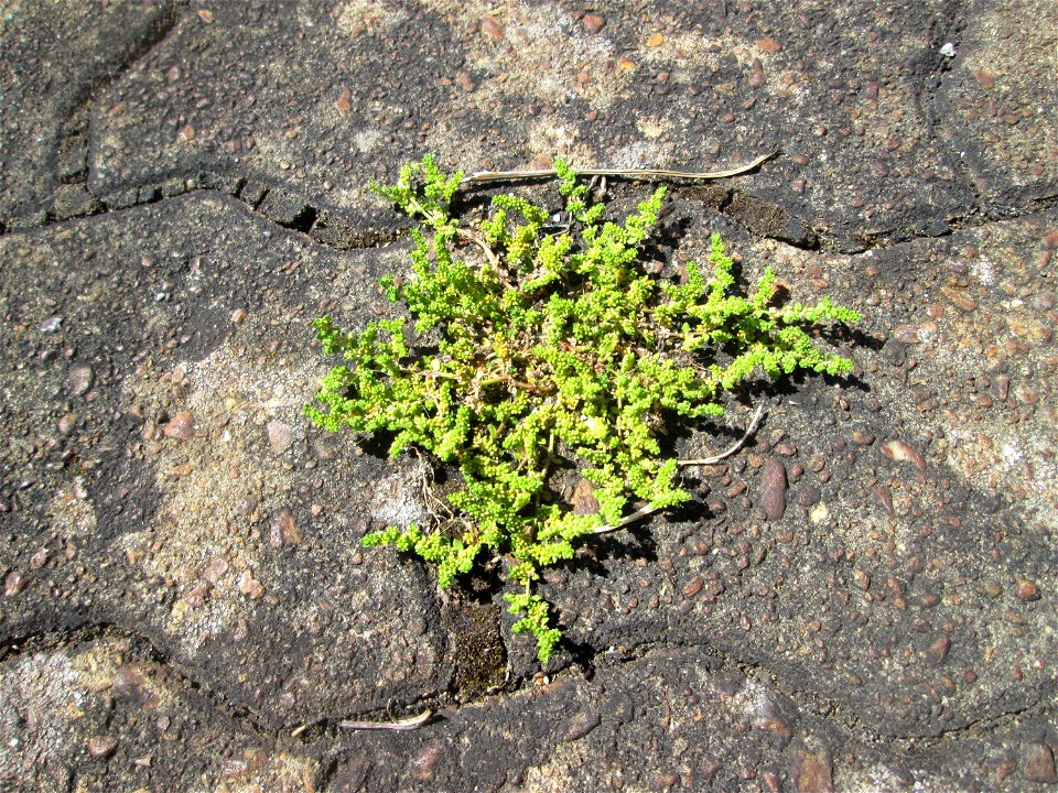 Kahles Bruchkraut (Herniaria glabra) am Bahnhof Saarbrücken-Ost