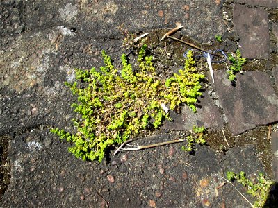 Kahles Bruchkraut (Herniaria glabra) am Bahnhof Saarbrücken-Ost